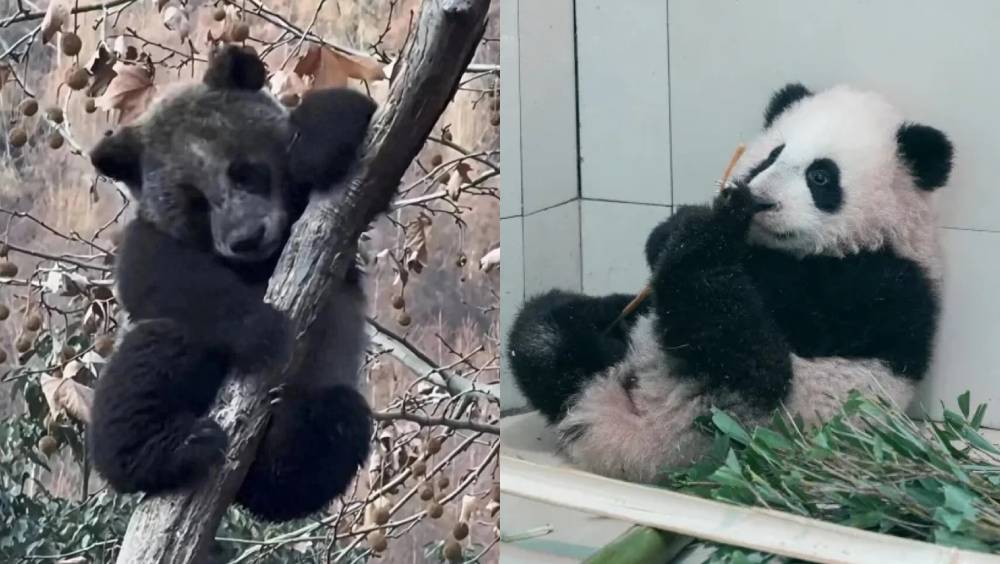 「黑熊貓」網上爆紅。