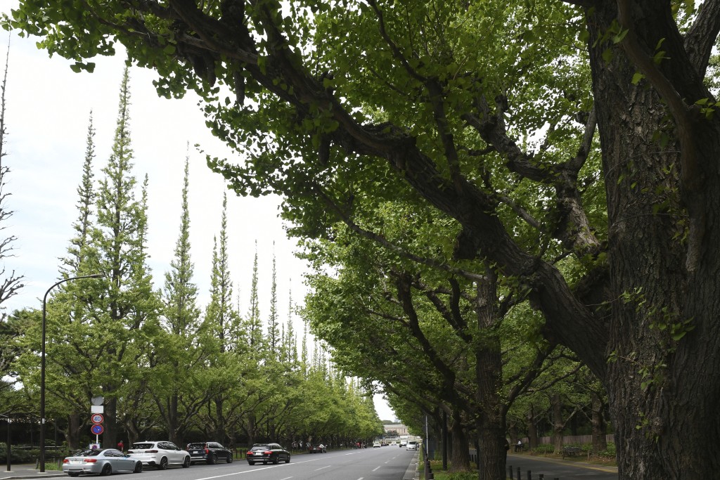 明治神宫外苑再开发计划预计将砍掉至少3000棵树。美联社