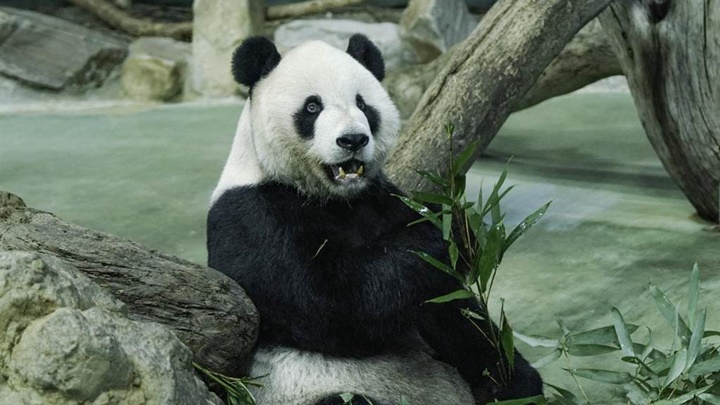台北市立動物園為大熊貓團團進行檢查,初步排除患腦血管病變及感染可能。中時圖片