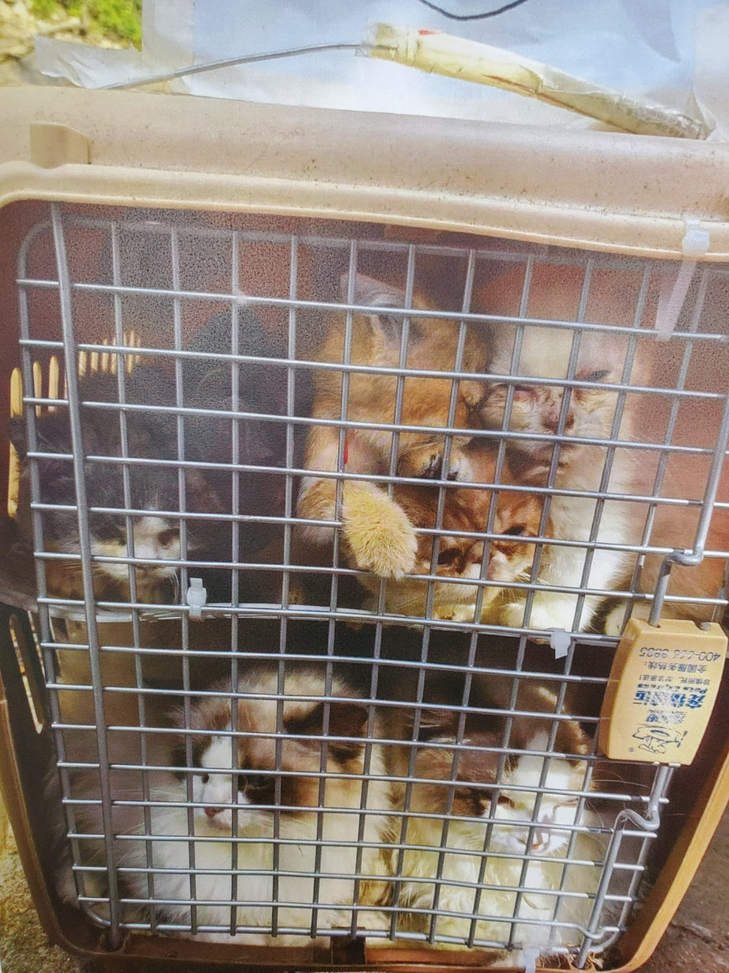 136隻走私貓狗被擠在17個狹小的寵物籠內。蔡楚輝攝