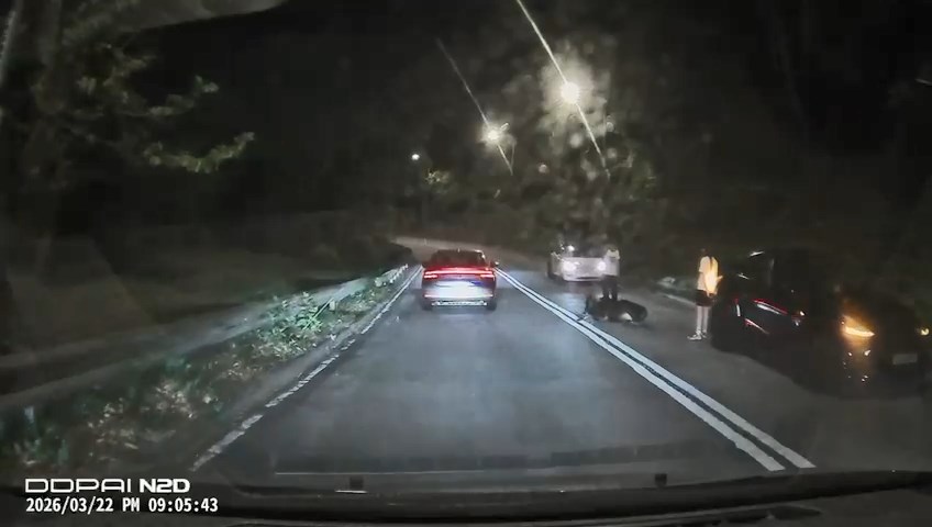 被撞的牛只脚部受伤，横亘路中心。网上片段截图