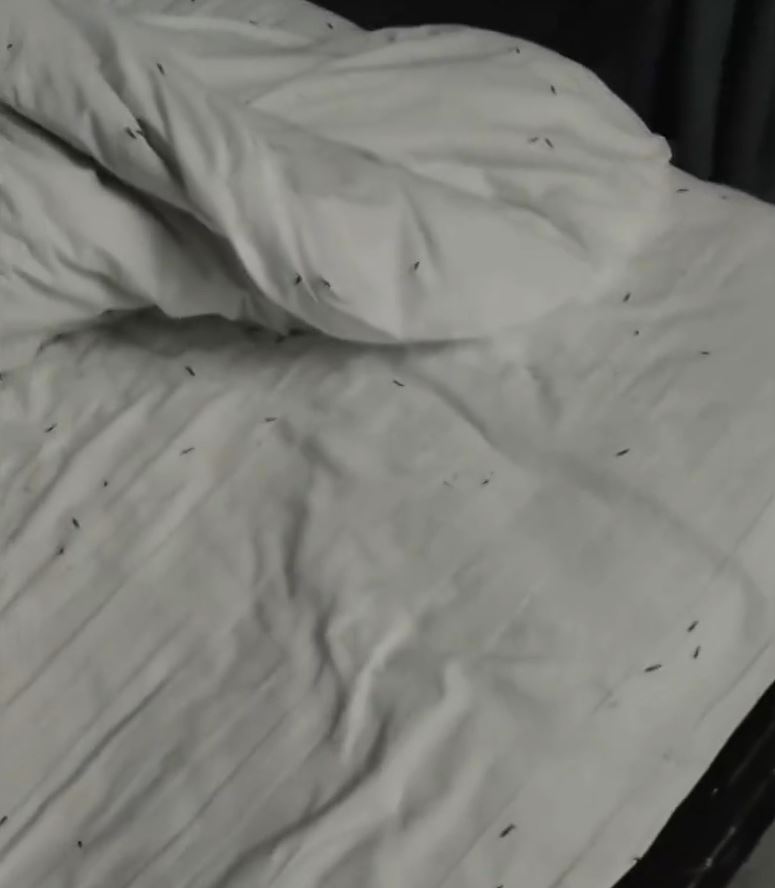 江西有男子入住賓館，睡至半夜發現全床爬滿小蟲。 