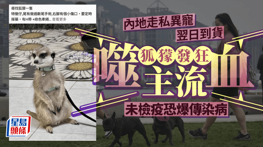 每日雜誌｜內地走私異寵翌日到貨  狐獴發狂噬主流血  未檢疫恐爆傳染病