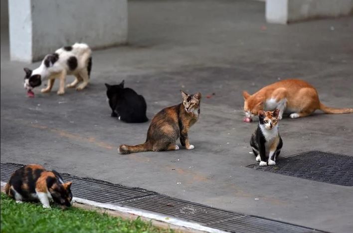 新加坡打算廢除實施34年的組屋「禁貓令」。路透社