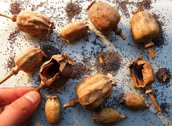 火锅中加入罂粟壳据指会更美味，但官方已禁止将罂粟加入食物中。