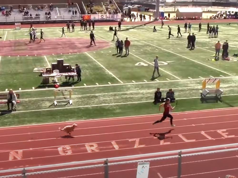 狗狗緊追其後。影片截圖