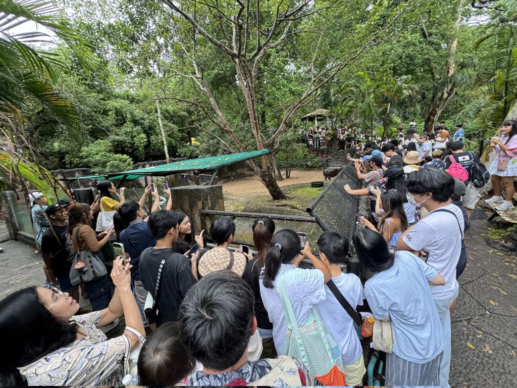 「彈跳豬」爆紅吸引大批遊客參觀動物園。  Khao Kheow Open Zoo