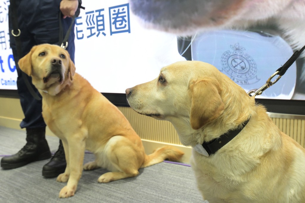 香港海關來年重點發展之一，是成立地區犬隻訓練中心。禇樂琪攝