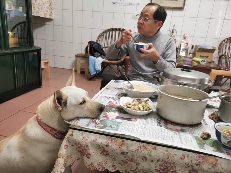 網民分享狗狗等吃場面。(fb「有點毛毛的」群組)