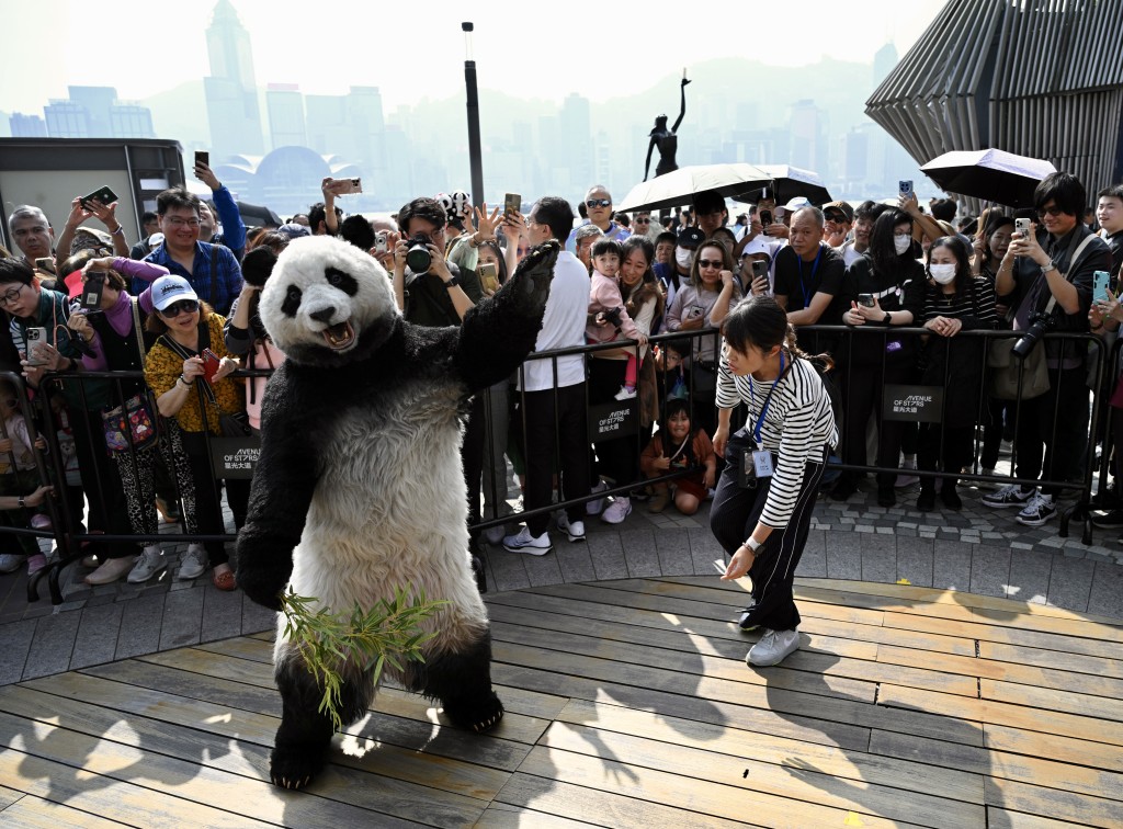 熊猫导游现身星光大道，与在场市民互动。苏正谦摄