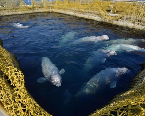 俄羅斯百頭鯨魚被困「監獄」等待出口中國。網上圖片