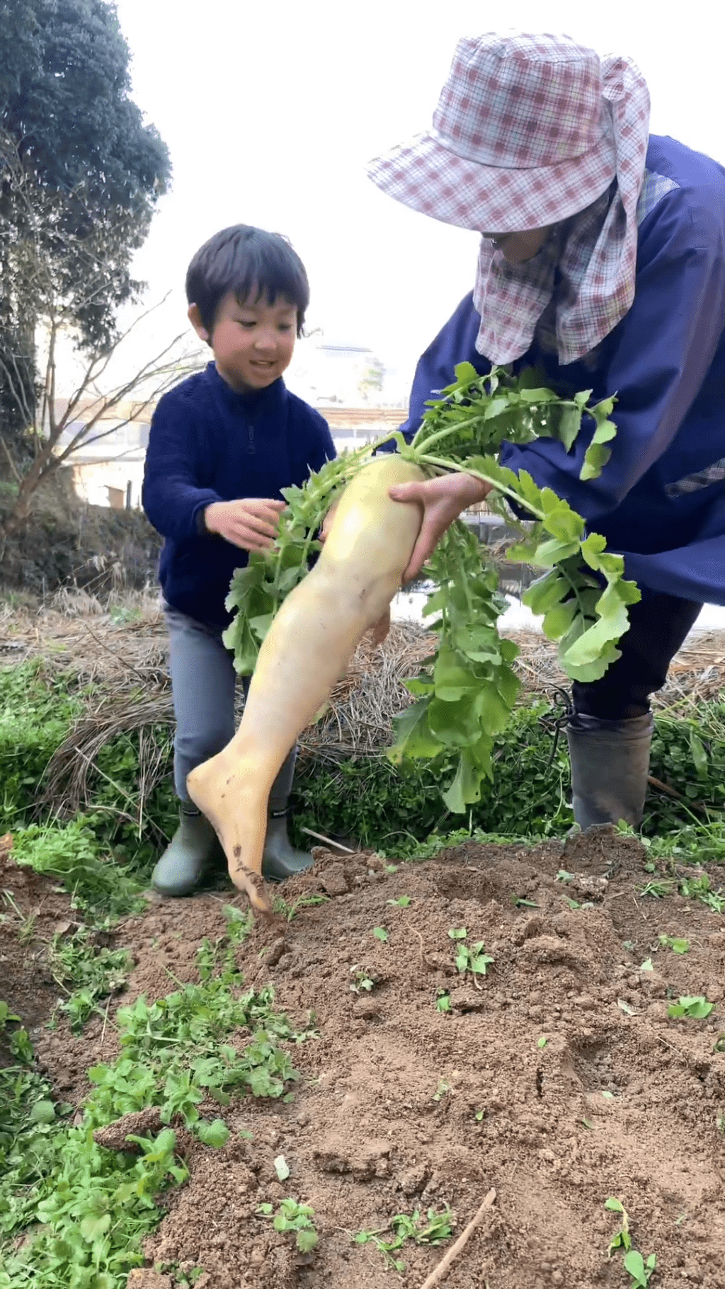 農夫即時將「蘿蔔腳」遞給小童