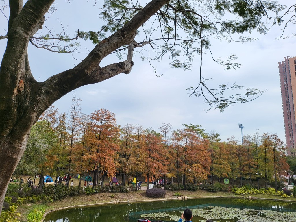青衣公園可說是市區最容易欣賞到紅葉的一個地方。（圖片授權：Carol Ching）
