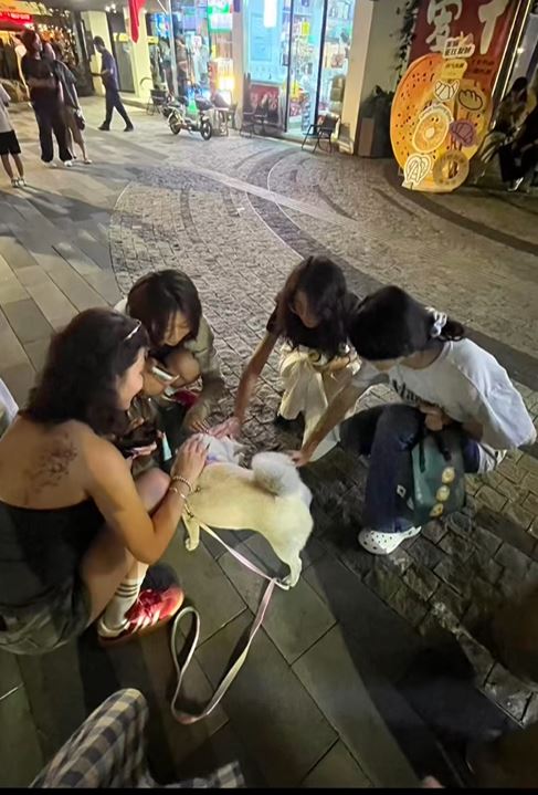 糖糖在十全街頗有人氣，是知名的為食狗。抖音