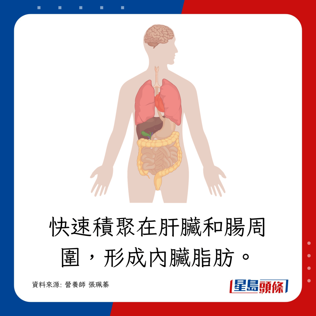 快速積聚在肝臟和腸子周圍，形成內臟脂肪。