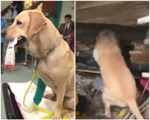 搜救犬「鐵雄」。網圖