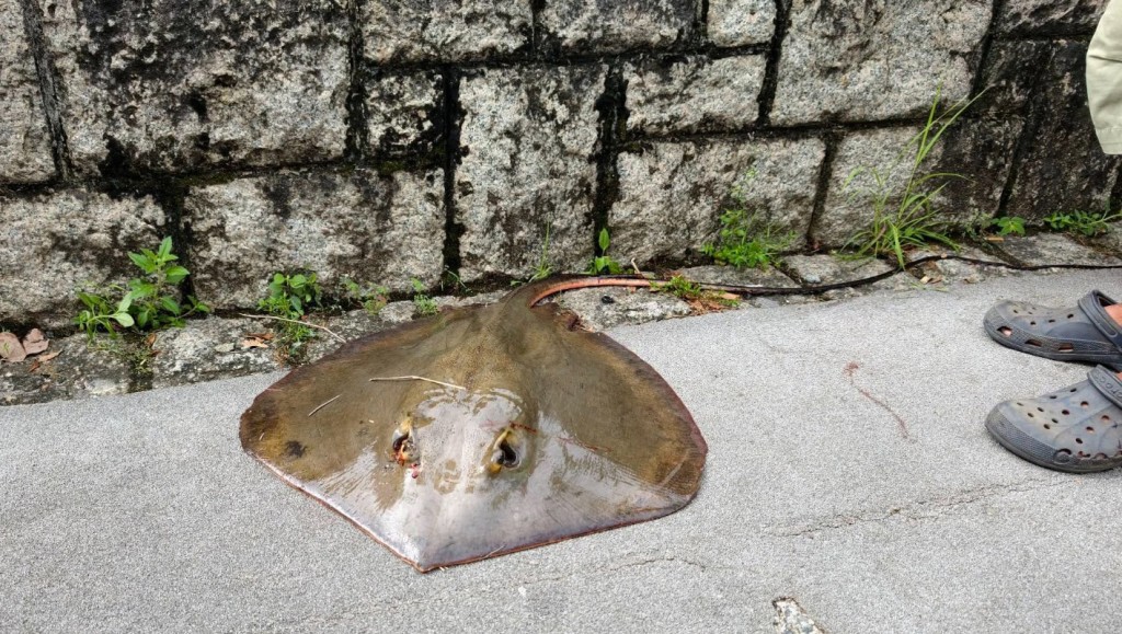 有人捉起魔鬼魚然後帶回家。網上圖片 有人捉起魔鬼魚然後帶回家。網上圖片