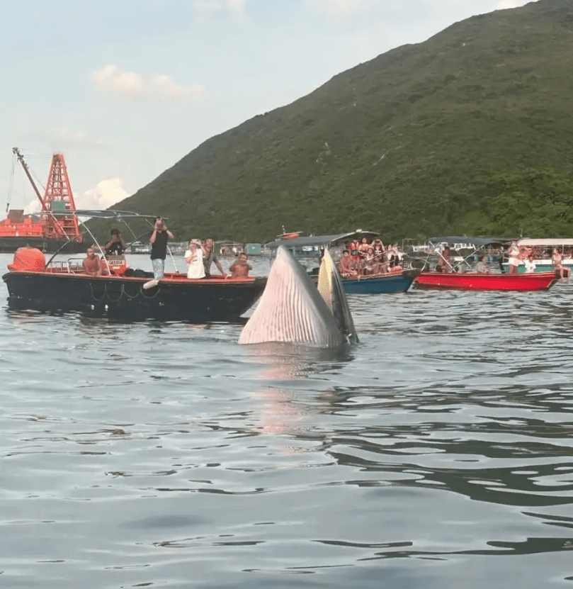 有市民拍到多艘觀光船包圍鯨魚。來源:小紅書