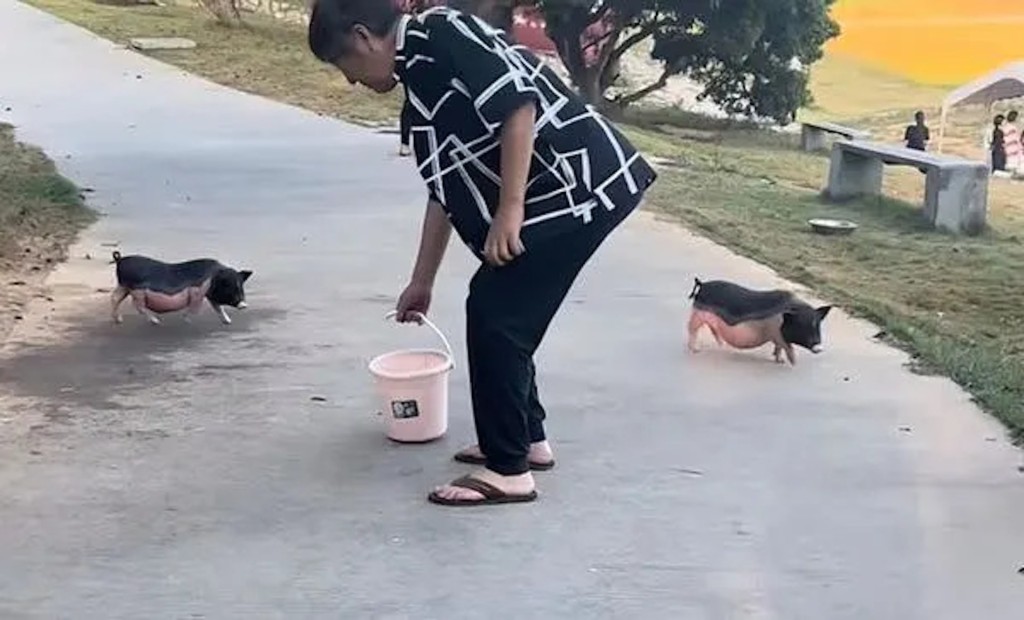 踢拖提住飼料桶。