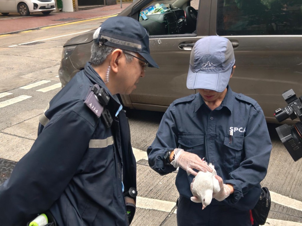 愛協職員接報到場將白鴿帶走檢查。 愛協職員接報到場將白鴿帶走檢查。