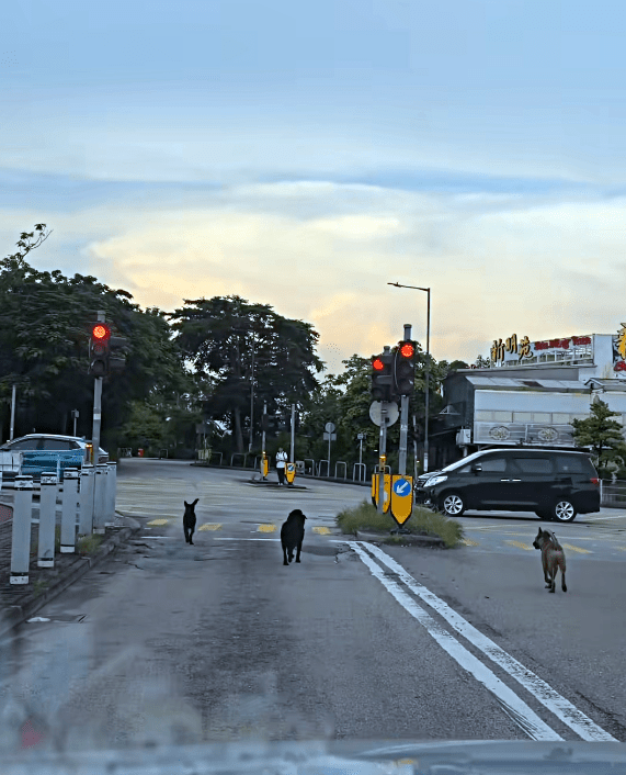 元朗壆圍南路不時有流浪狗出沒。網片截圖