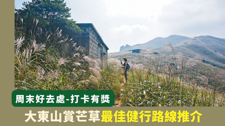 秋日的大東山,是個賞芒草的好地方。