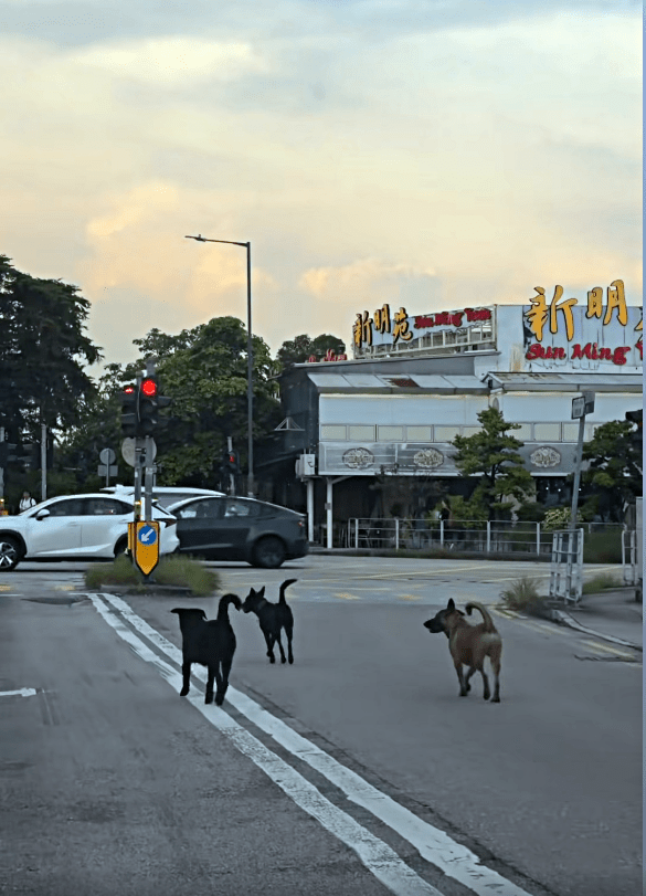 元朗壆圍南路不時有流浪狗出沒。網片截圖