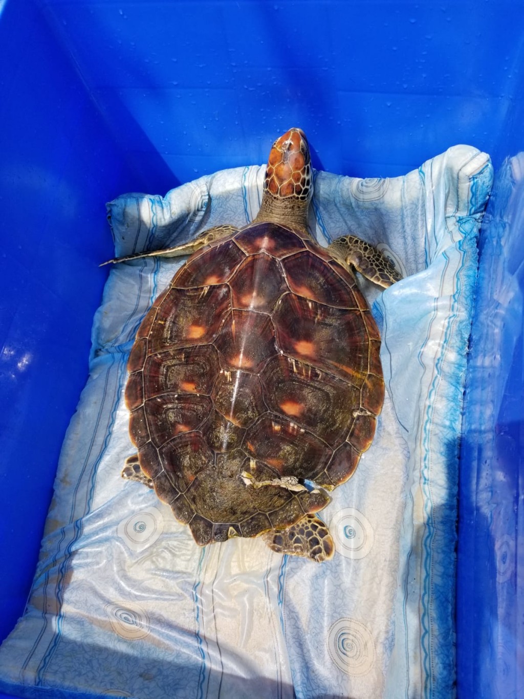 绿海龟Fuji。海洋公园图片