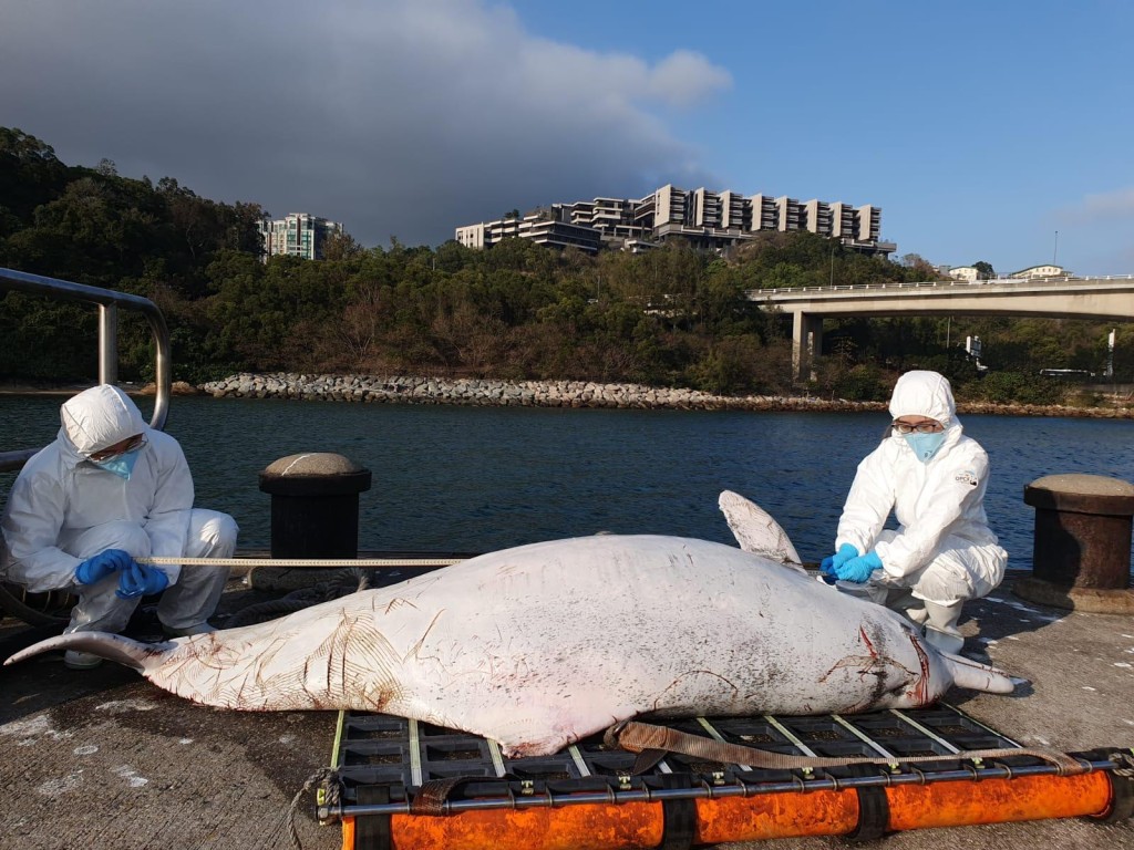 本月11日，一条身长约242厘米成年雄性中华白海豚，搁浅于大澳对出海面。