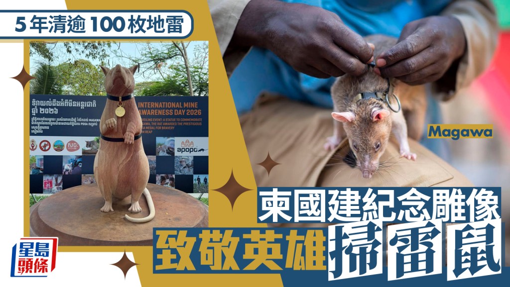 Magawa︱5年清理雷區如20座足球場  柬埔寨為掃雷鼠建紀念石像