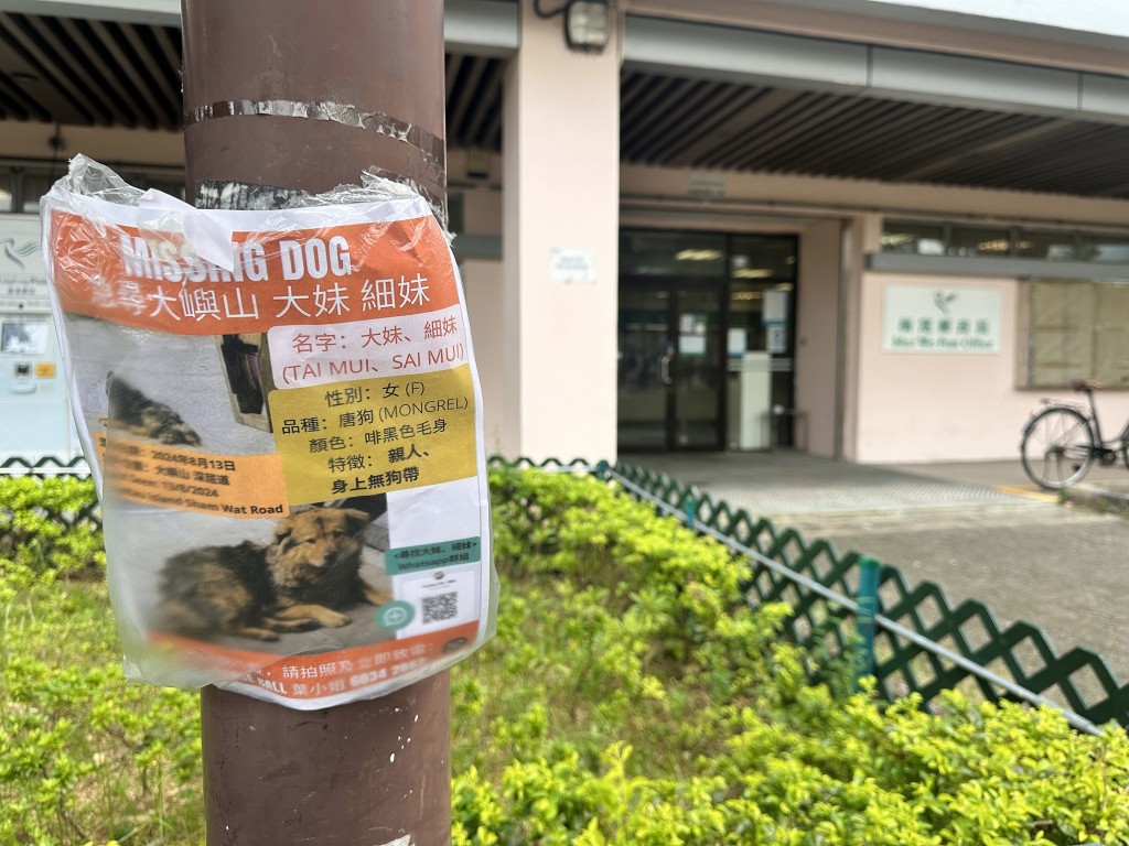 梅窝街头有寻犬启事。梁国峰摄