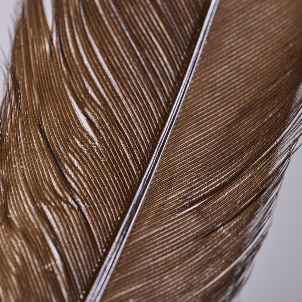 新西兰绝种“神鸟”羽毛逾21万卖出，是保存最好的Huia羽毛之一。