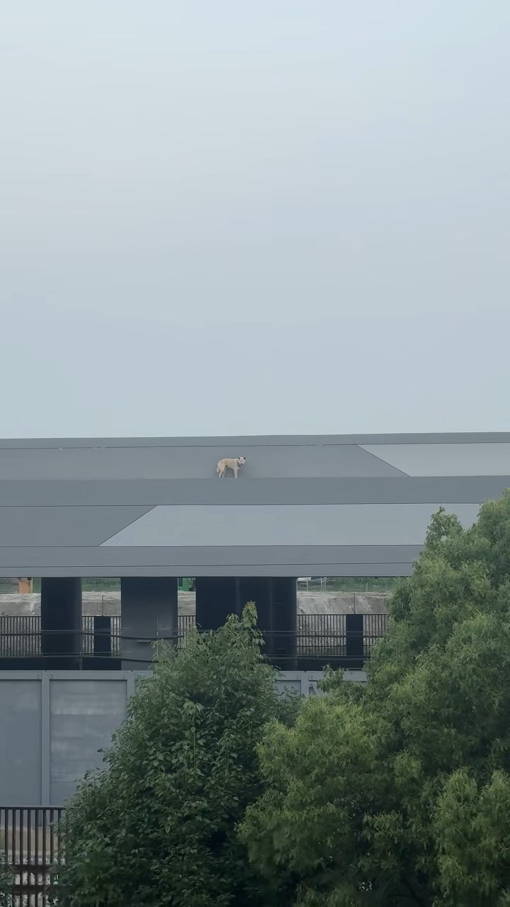 小狗被指已被困江蘇8號線車坊站附近的檢修站頂兩天。抖音@思前想厚