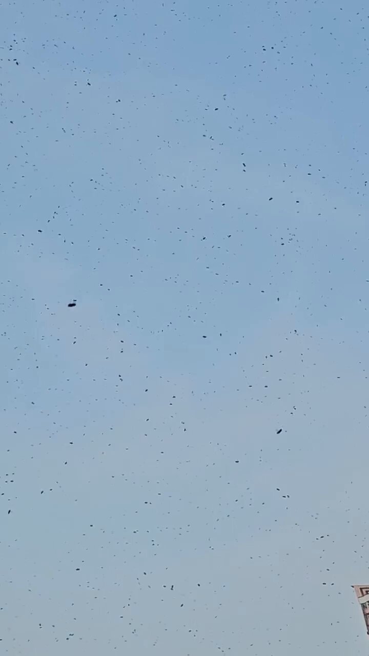 樓主:全部黑色一粒粒好似烏蠅。fb「天水圍街坊鄰里」截圖 樓主:全部黑色一粒粒好似烏蠅。fb「天水圍街坊鄰里」截圖