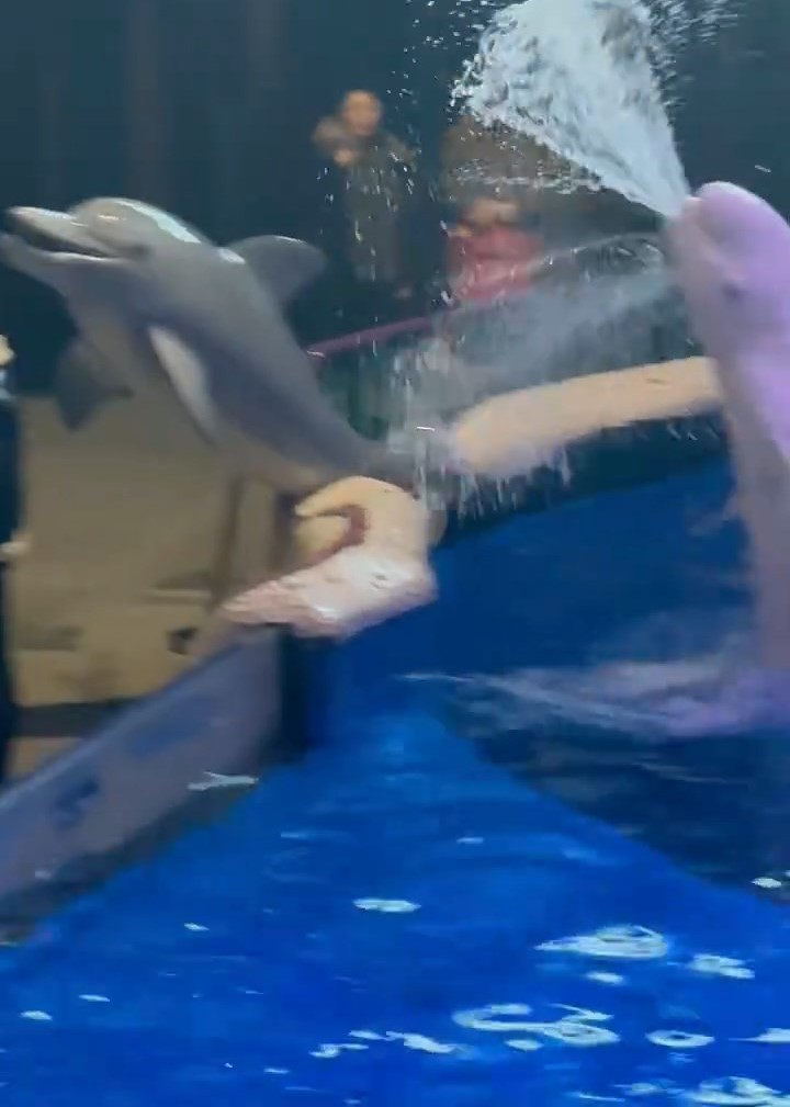 網傳大連一海洋館內,一名男遊客無視吸煙禁令,水池內白鯨噴水淋頭獲激讚。紅星新聞 網傳大連一海洋館內,一名男遊客無視吸煙禁令,水池內白鯨噴水淋頭獲激讚。紅星新聞