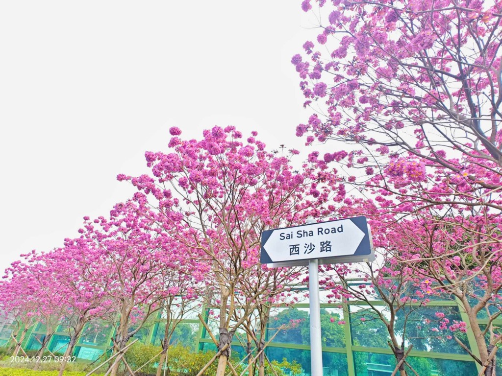 花海位于西沙路。图片授权蓝雨洋