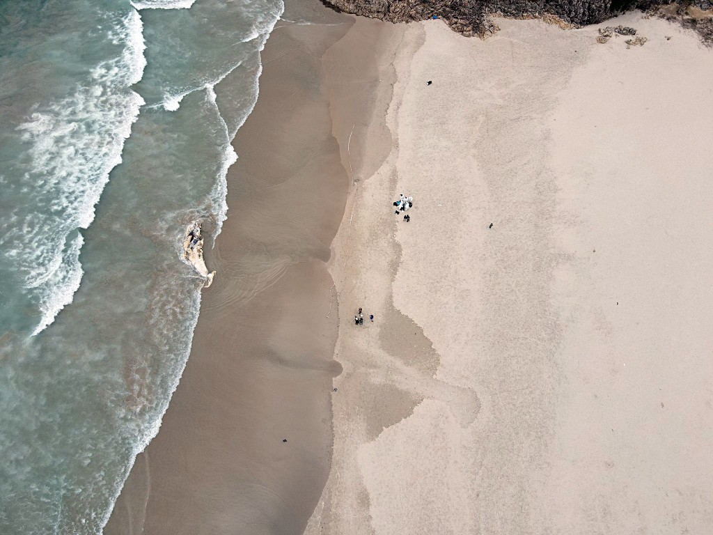 鯨魚屍體被沖上岸。讀者提供