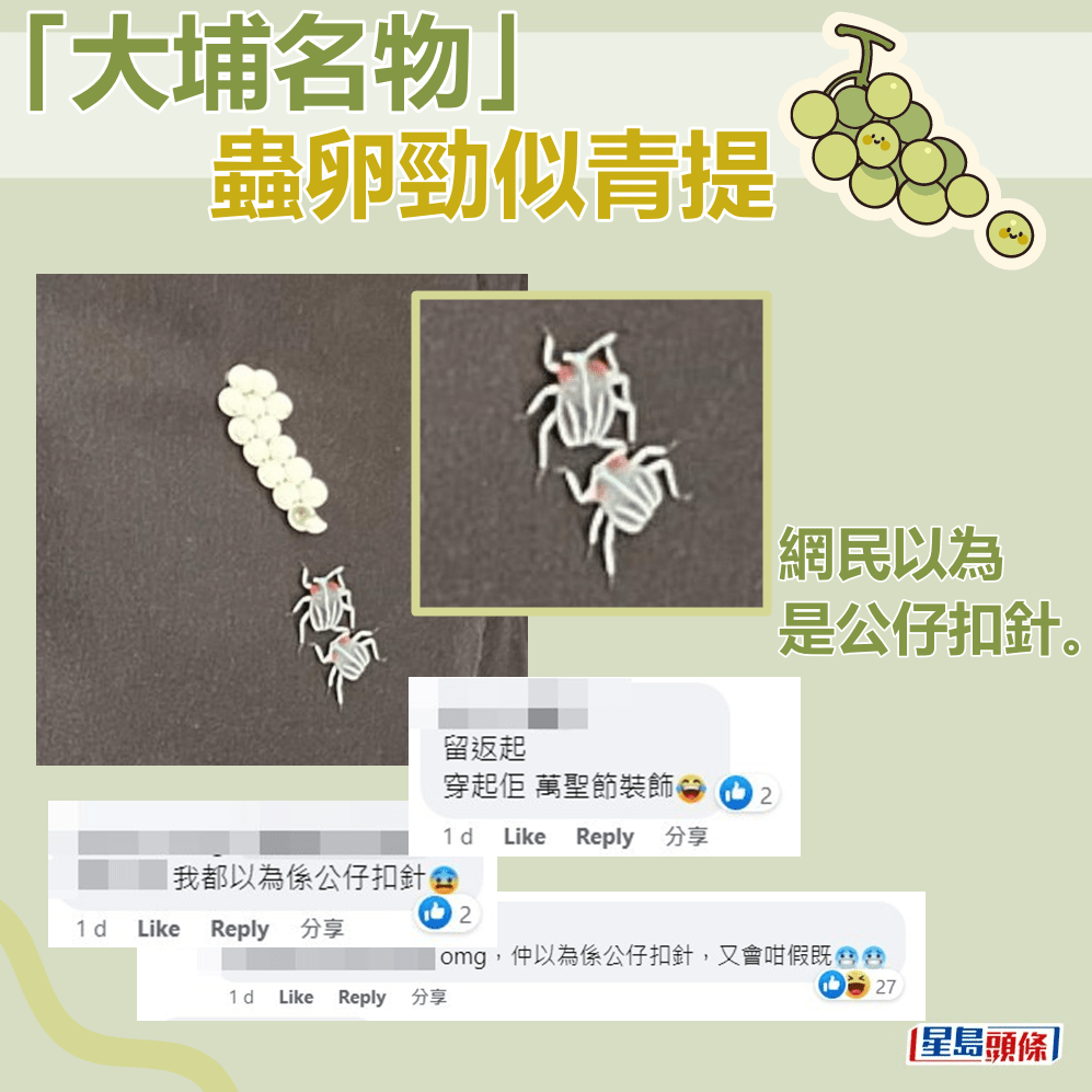 网民：仲以为系公仔扣针。fb“香港灭虫关注组”截图