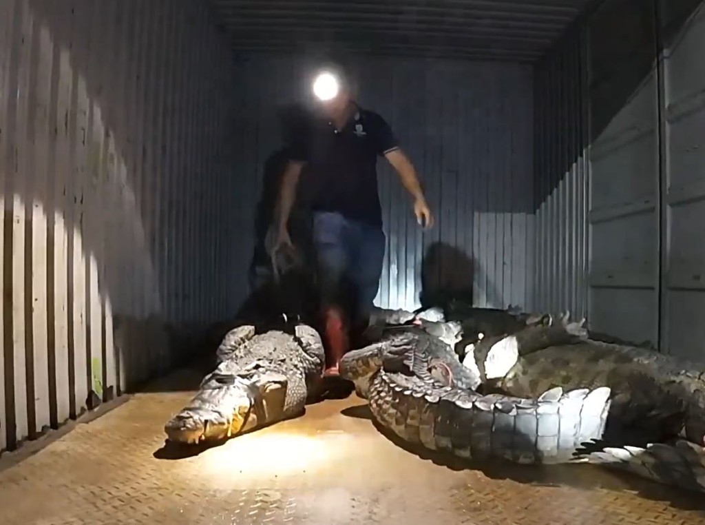 搜捕8日後，全部走失的71條鱷魚俱捕回或被殺。影片截圖