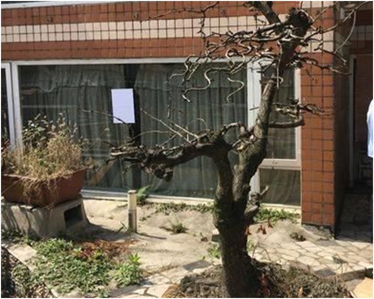 當局派員到來強制拆除花園。