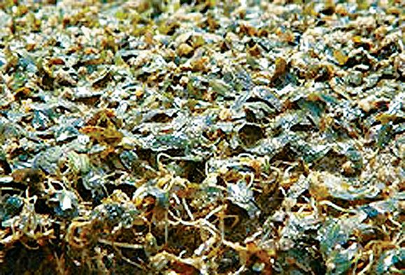 白泥一帶發現被列為「易危」的海草「貝克喜鹽草」。