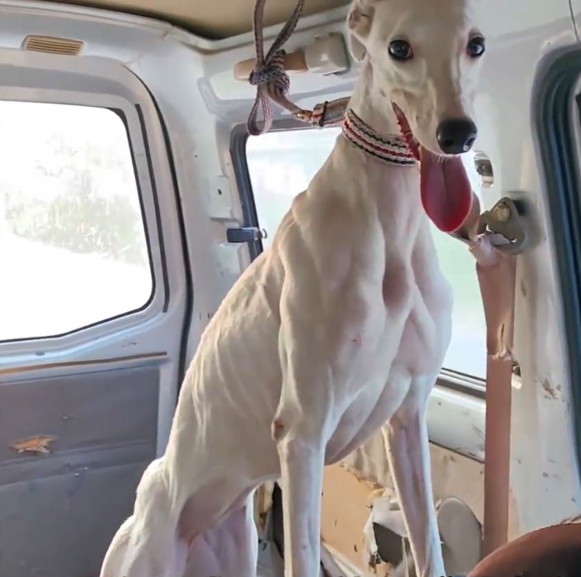 格力犬擁有萬能血成為移動的寵物血庫。抖音＠哈基米紀錄片