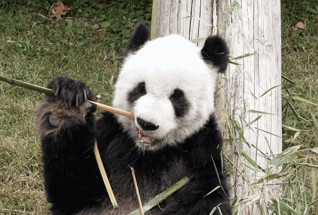 大熊貓「樂樂」旅美已20年。路透社