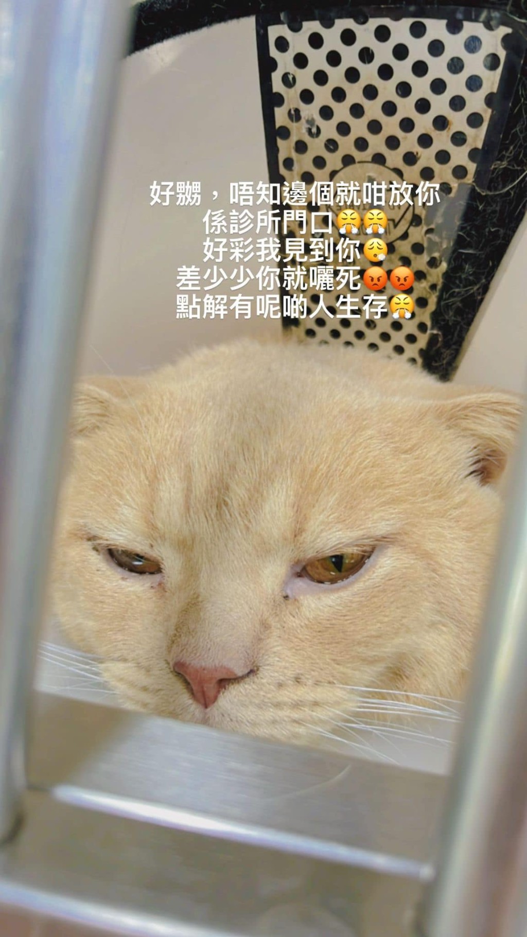 照料猫咪的护士怒斥猫主冷血及不负责任。网民Kobi Tsang图片