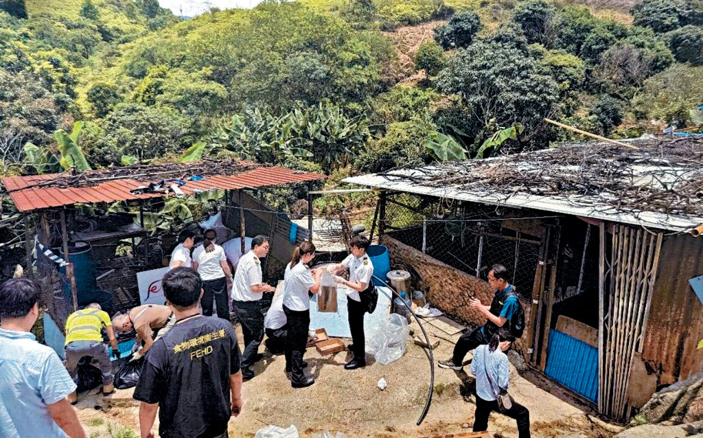 食環署聯同警方搗破文錦渡一個四周圍封的非法羊隻屠宰場。