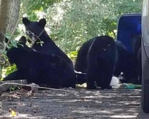 美国郊区常有熊出没。资料网图
