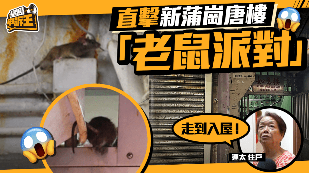星島申訴王｜直擊新蒲崗唐樓「老鼠派對」 住戶無奈：走到入屋！
