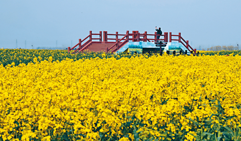 ●垛田中建有廊橋供人在此賞景。