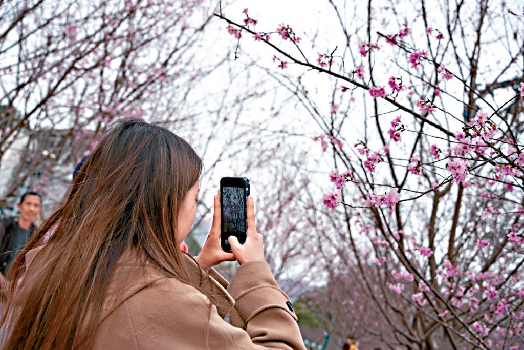 东涌赤𫚭角机场的樱花园今年再度开放，栽种了160棵樱花树，吸引市民到场先睹为快。 