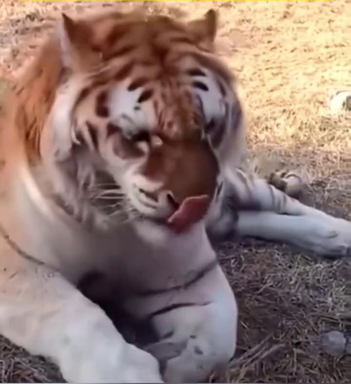 老虎打完噴嚏，還用舌頭舔鼻子。
